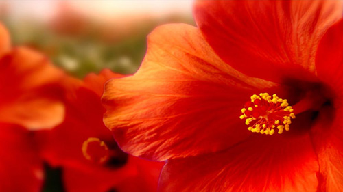 diorparfums_jardinsdioroneessential