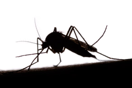 repelente-mosquitos-natural