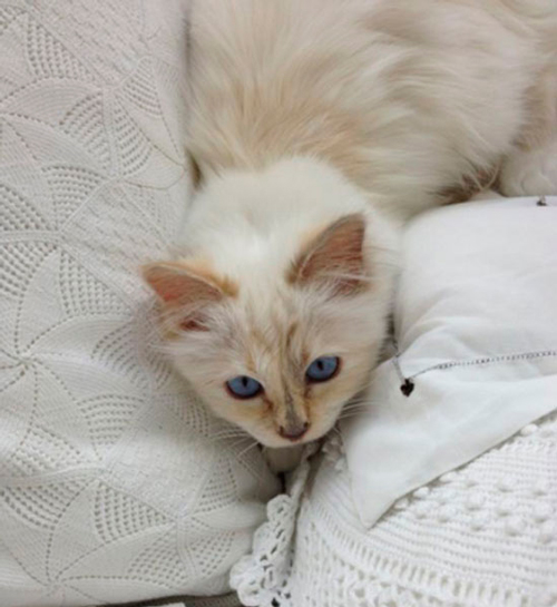 choupette-karl-lagerfeld