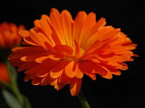 cosmetica-calendula