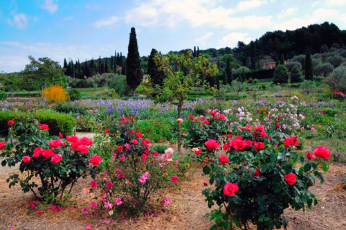 jardines-museo-internacional-perfumeria-grasse-rosas