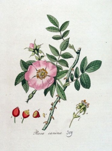 Rosa canina