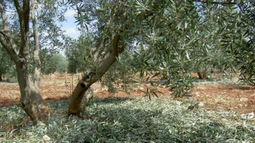 cosmetica de aceite de oliva virgen extra