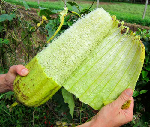 luffa-peel