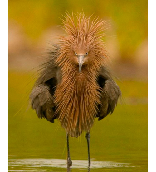 cabello-seco-castigado-rene-furterer-absolue-keratine