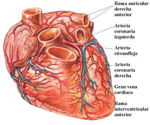 corazón salud