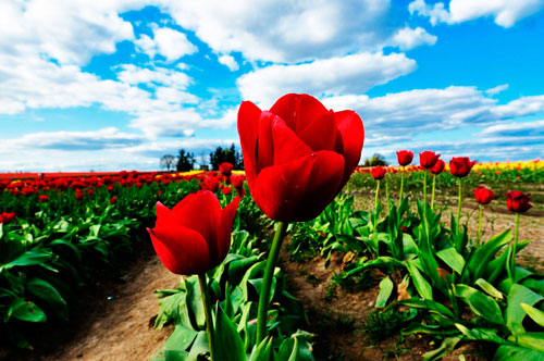 campos-de-flores