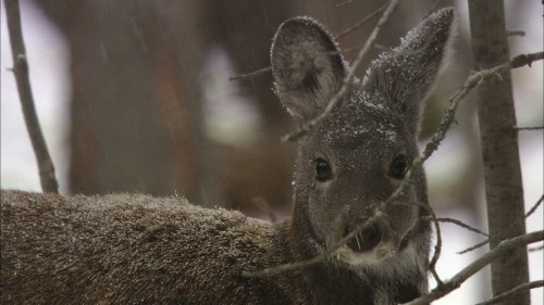 ciervo almizclero almizcle