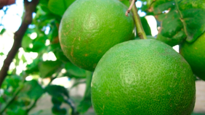 bergamota-de-calabria-pitti-fraganze-2