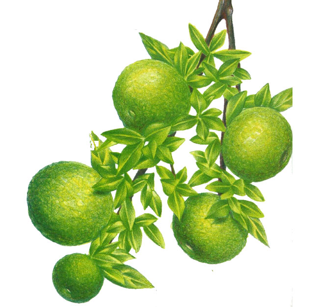 bergamota-de-calabria-pitti-fraganze-2015