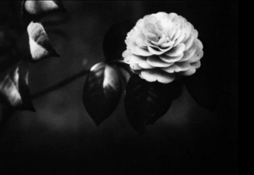 ever bloom