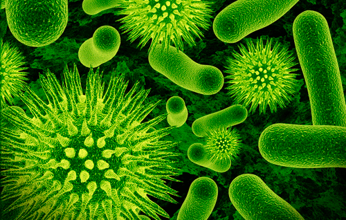 Flora intestinal en el intestino