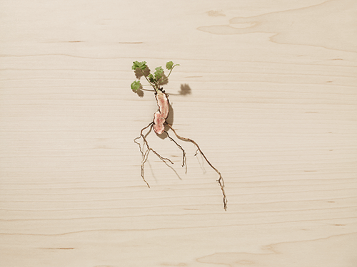 dr-hauschka-crema-rescue-potentilla-1 dr-hauschka-crema-rescue-potentilla-1