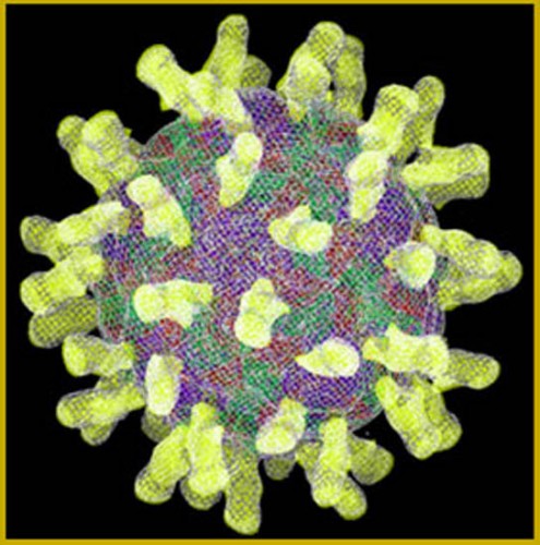 virus del catarro