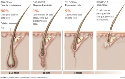 CICLO-CRECIMIENTO-CABELLO