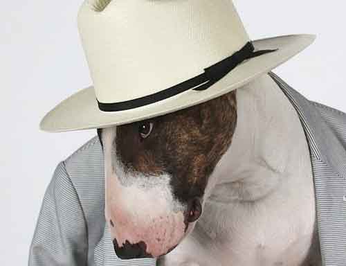 Neville, mascota de Marc Jacobs