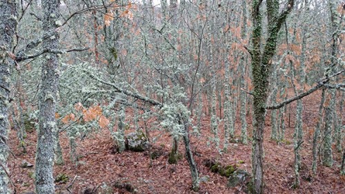 la-granja-bosque-