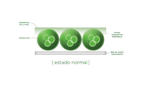 tejido-conjuntivo-periférico---estado-normal