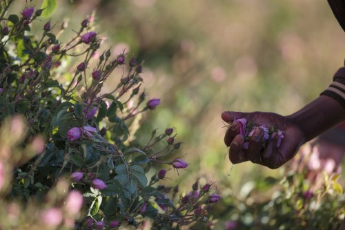 AA_Harvesting_19A (1)