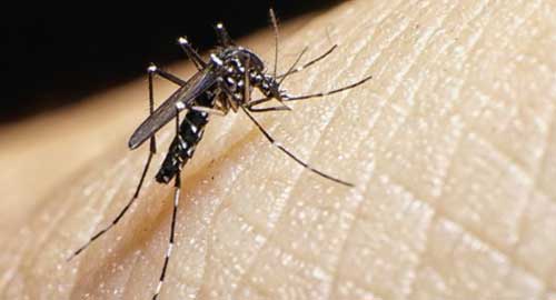 El mosquito del ZIKA