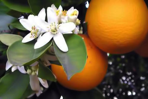 flor de neroli