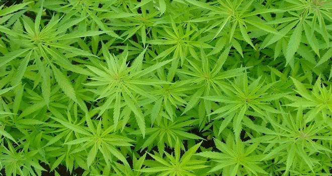 Hemp, cáñamo o o cannabis en hoja