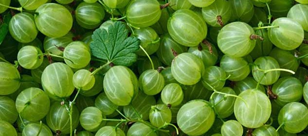 amla-verde-nutraceutico