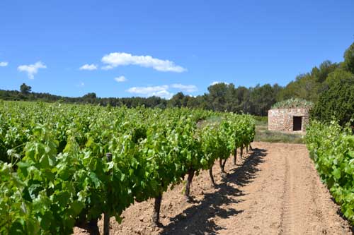 Dormir en una barraca dentro de un viñedo del Penedés