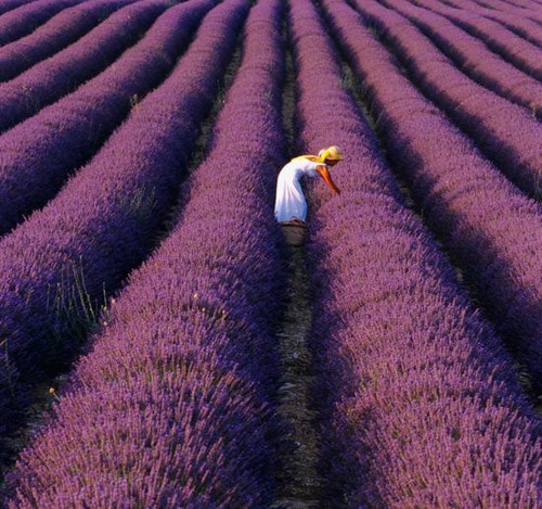 chanel-dior-perfumes-grasse-1