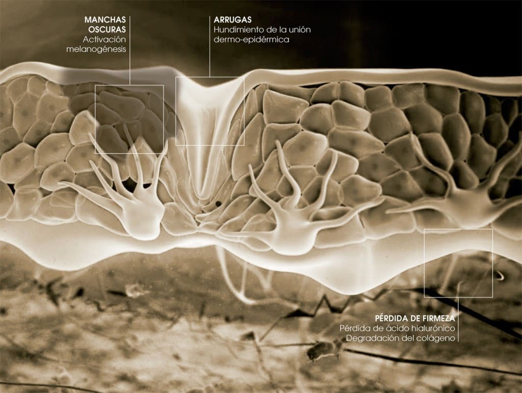 ESQUEMA PIEL - DUCRAY MELASCREEN FOTOENVEJECIMIENTO 