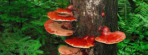 antioxidantes-salud-belleza-mesa-3 antioxidantes-salud-belleza-mesa-3