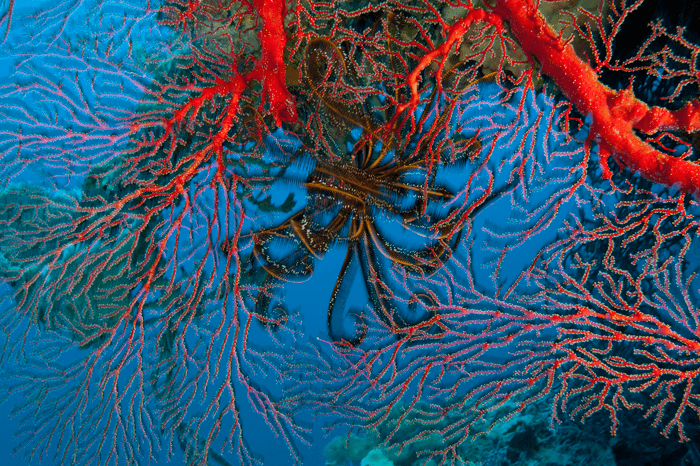 ©National Geographic - Imagen cedida en exclusiva por La Mer