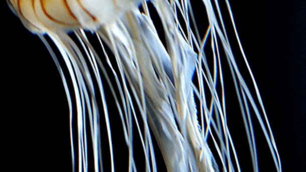 medusa colageno