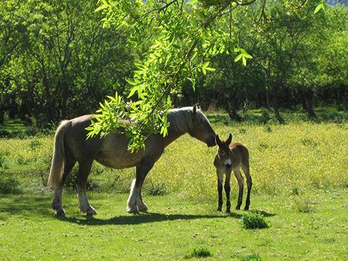 leche-de-burra-cosmetica-recien-ordeñada-2
