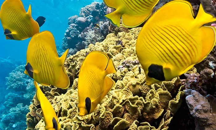 microplasticos-microperlas-cosmetica-contaminacion-oceanos