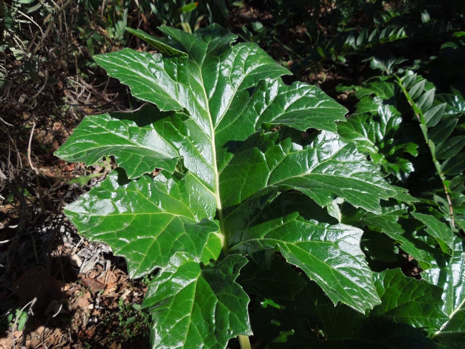 botanic-serrat-acanto-hojas2