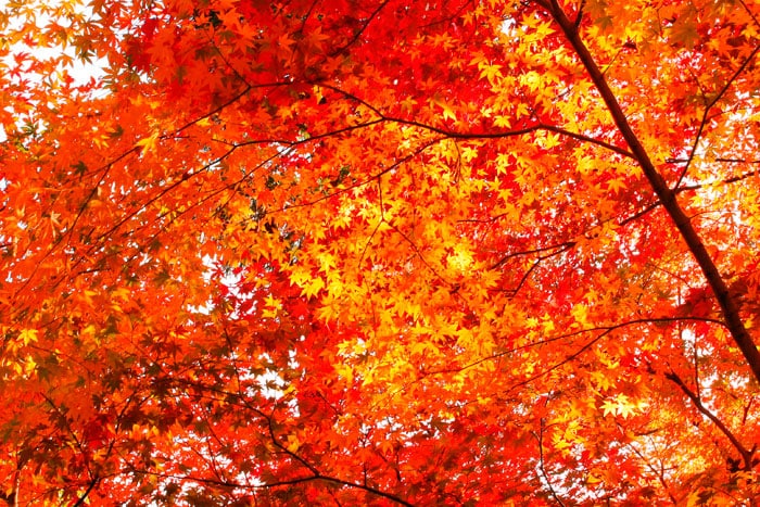 astenia-otonal-arkovital-arkopharma