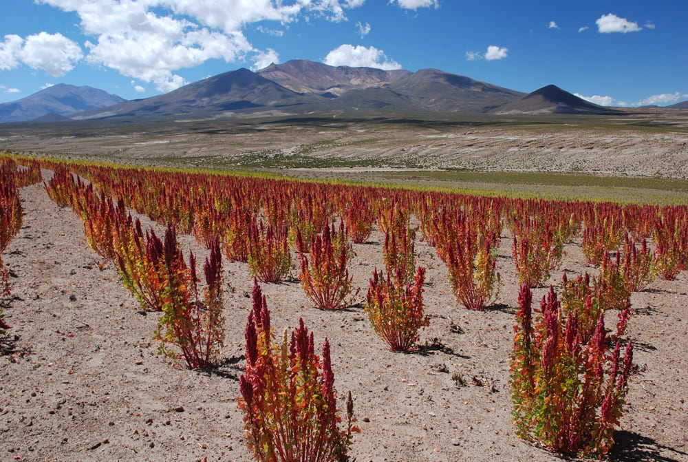 cultivo-de-quinoa