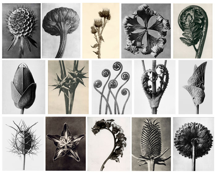 karl-blossfeldt-loewe-001