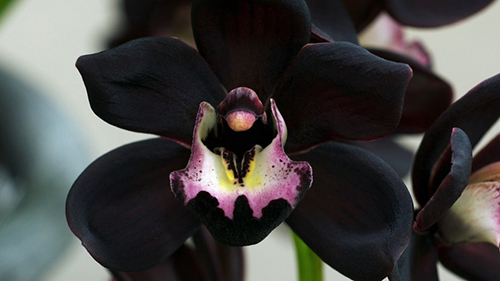 orquidea negra, efecto flash
