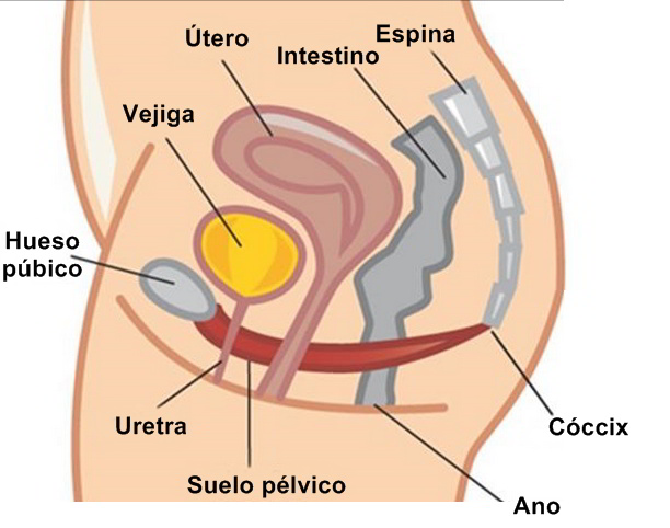 suelo pelvico