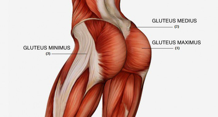 Anatomia Gluteo 710x381