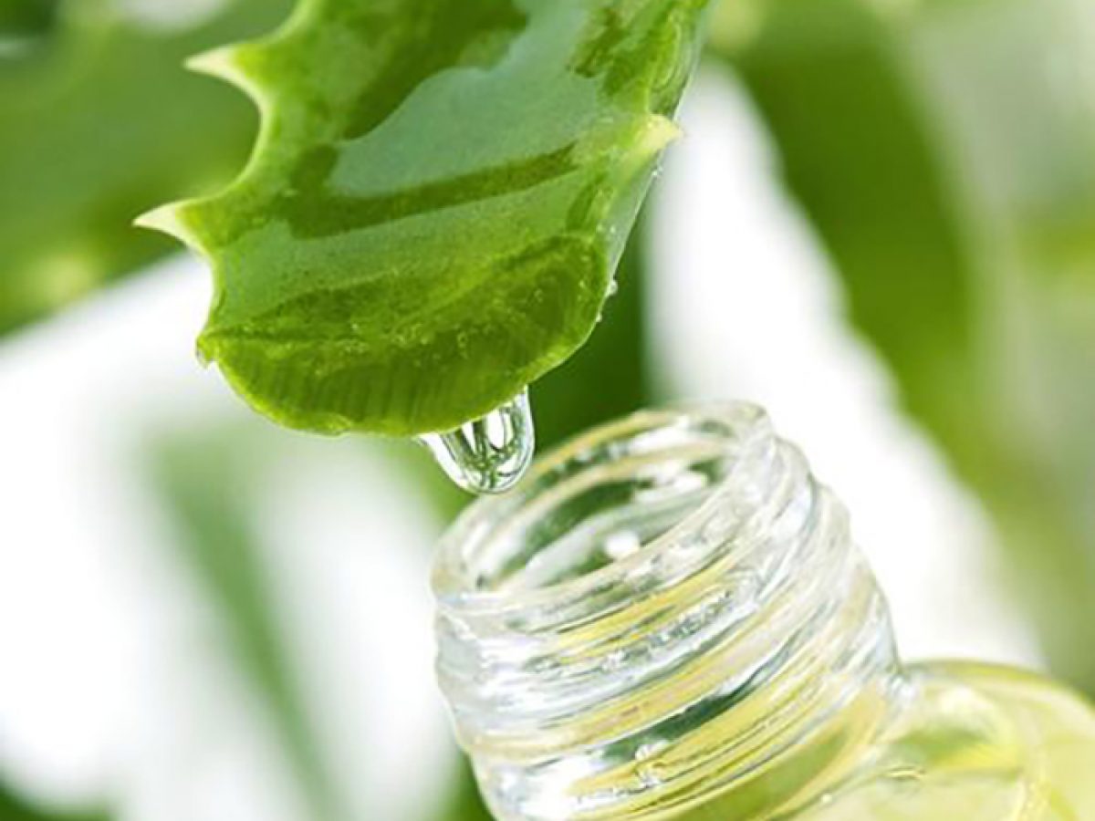 Consejos Para Elegir Un Buen Aloe Vera Bebible Bellezapura