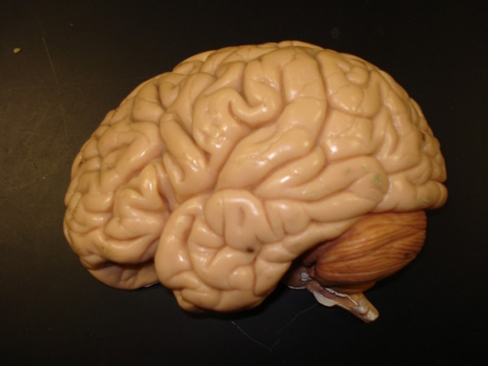Brain Model