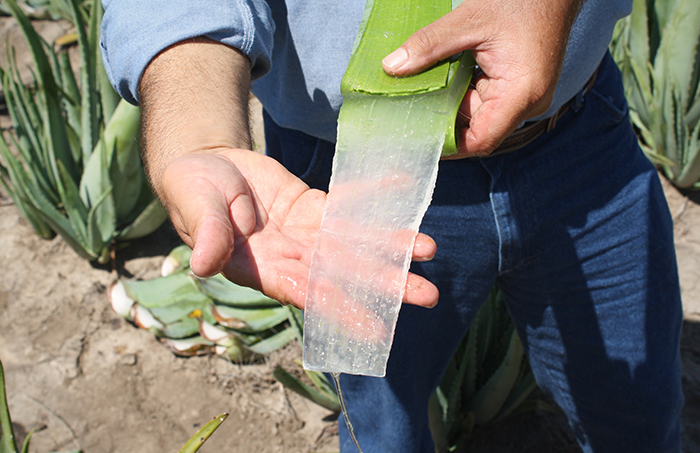 aloe vera