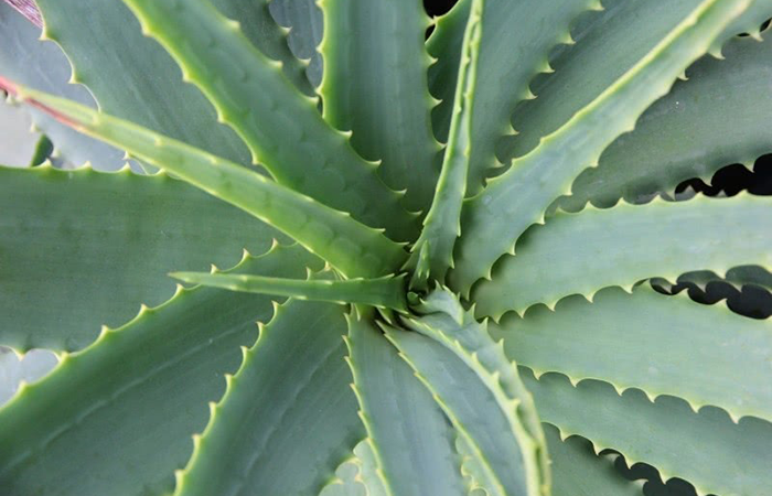 Aloe Vera Succulent Cactus Botany Skincare Plant (1)