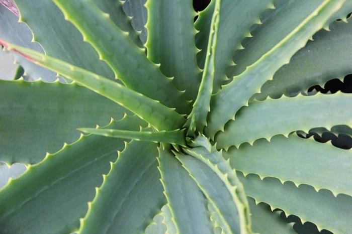 Aloe Vera Succulent Cactus Botany Skincare Plant (1)