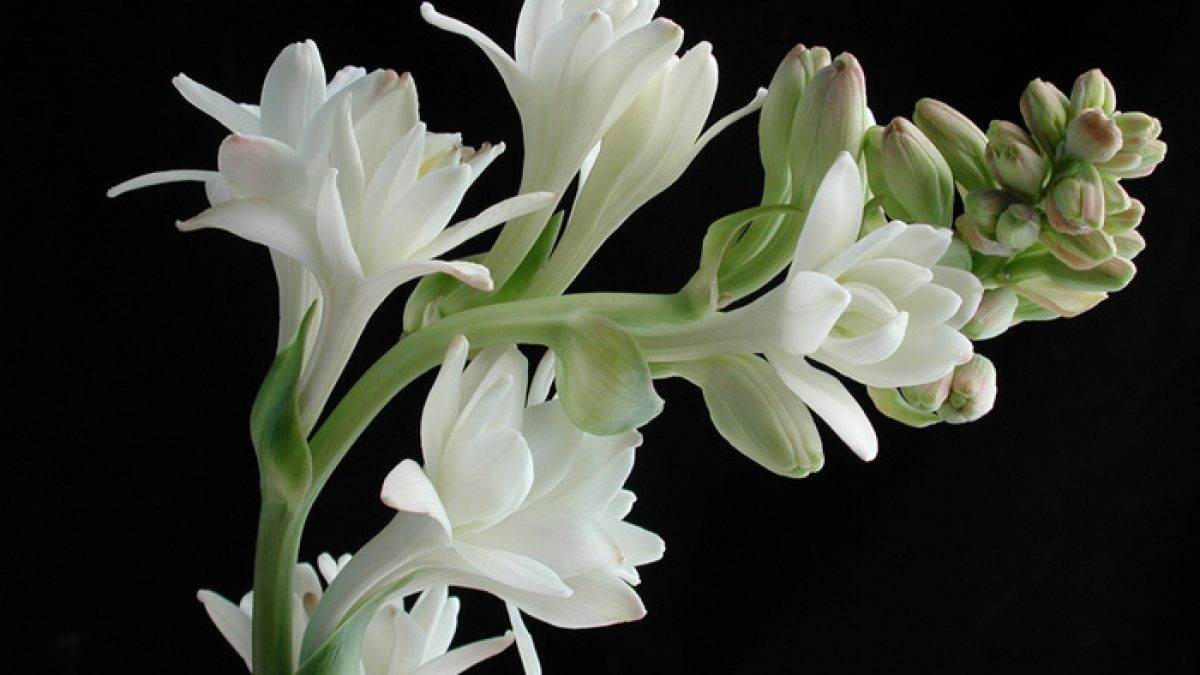 perfume tuberosa