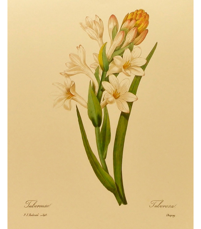 Tuberosa Perfumes Nardo