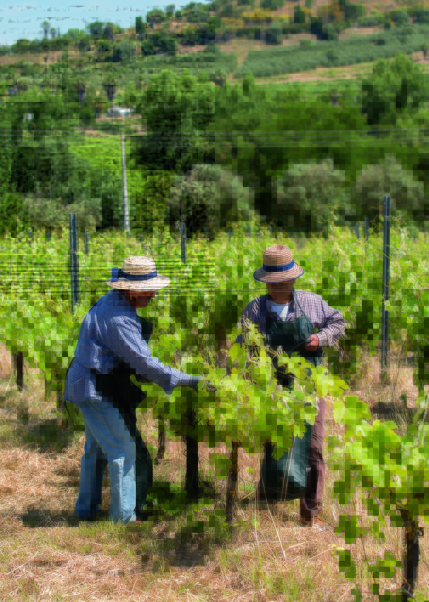 Weleda Global Garden Vine Leaves Portugal 14 Scr